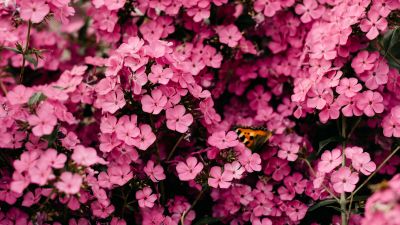 Pink flowers, Closeup, Floral Background, Blossom, Bloom, Spring, Vibrant, 5K