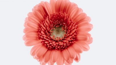 Gerbera Daisy, Pink flower, White background, Closeup, Macro, Blossom, Bloom, Spring, Flower heads, Beautiful, 5K