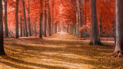 Autumn trees, Forest path, Trunks, Woods, Autumn leaves, Red, Fallen Leaves, Daytime, Shadow, Pattern, Scenery, 5K