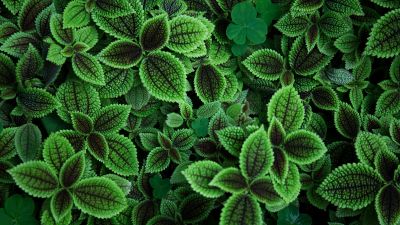 Green leaves, Plant, Aesthetic, 5K
