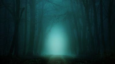 Forest, Path, Foggy, Morning, Teal, Cold, Turquoise, Trees, 5K