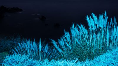 macOS Big Sur, Infrared, Night, Grass, Stock, 5K