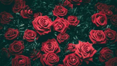 Red Roses, Floral Background, Blossom, Bloom, Closeup, Beautiful, 5K