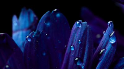 Blue flower, Petals, Macro, Vivid, Closeup Photography, Dew Drops, Dark, Droplets
