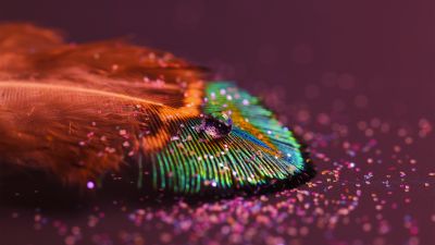 Peacock feather, Aesthetic, Water drop, Selective Focus, Macro, Closeup Photography, Blur background