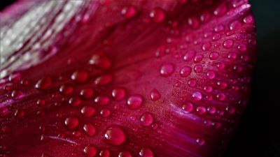 Pink Tulip Petal, Tulip flower, Closeup, Macro, Water drops, Dew Drops, Spring, Vibrant, Pattern, Beautiful, 5K