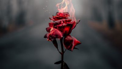 Rose flower, Fire, Burning, Dark