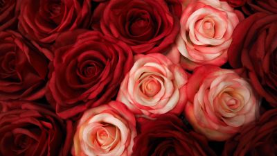 Red Roses, White Roses, Floral Background, Closeup, Blossom, Bloom, Spring, Beautiful, 5K
