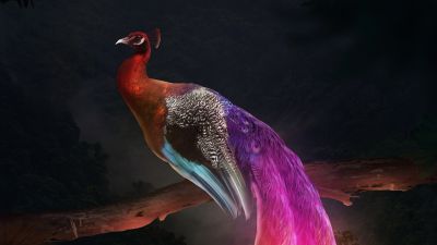 Peacock, Mythical, Digital Art