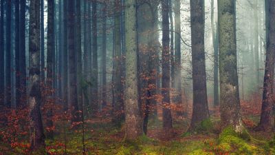 Forest, Dawn, Woods, Daylight, Fall, 5K