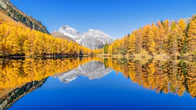 Lai da Palpuogna, Autumn trees, Mountain lake, Reflection, Albula Pass, Clear sky, Landscape, Scenery, 5K