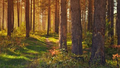 Tree Trunks, Woods, Forest path, Trails, Sun rays, Scenery, Glade