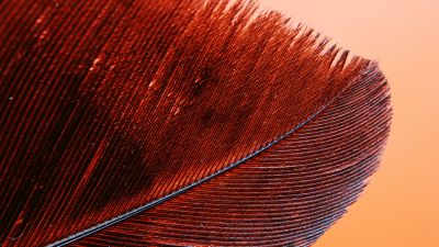 Red Feather, Bird, Macro, Pattern, Closeup, 5K