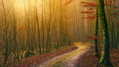 Autumn, Wilderness, Dirt road, Forest, Light, Atmosphere, Fall, Daytime, 5K
