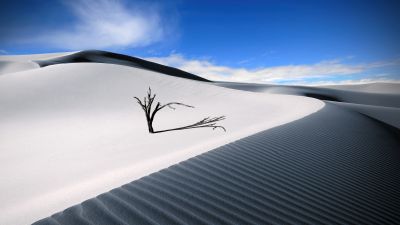 Sand Dunes, Lone tree, Desert, Blue Sky, Landscape, Digital composition, Aesthetic