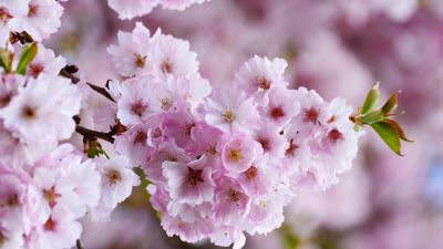 Cherry blossom, Spring, Pink flowers, Bloom, Tree Blossom, Flowering Trees, Selective Focus, Blur background, Floral, 5K