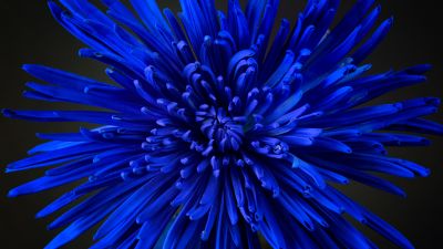 Blue flower, Chrysanthemum, Blossom, Close up, Bloom, Beautiful, 5K