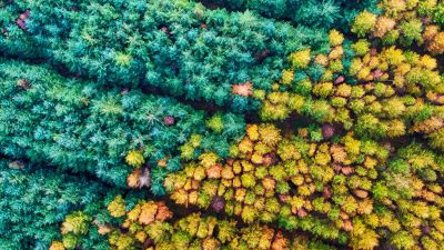 Autumn season, Mamhead Forest, Aerial Photography, Colourful, Autumn trees