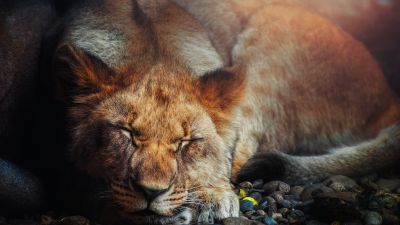 Sleeping Lion, Big cat, Portrait, Wild animal, Predator, Carnivore