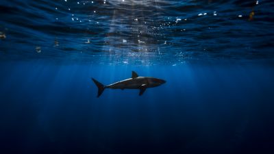 Great white shark, Underwater, Blue Ocean, Sea Life, Sun light, Blue background, 5K