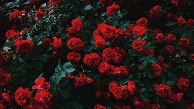 Garden roses, Hybrid roses, Red flowers, Plant