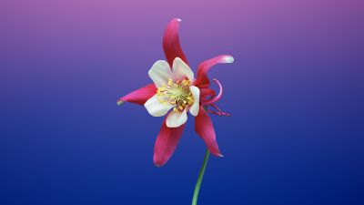 Aquilegia flower, Gradient background, macOS Mojave, iOS 11, Stock, HD, 5K