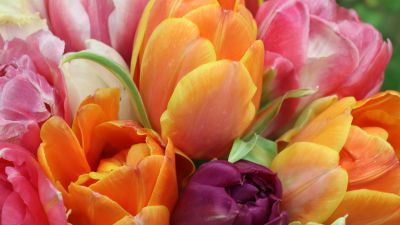 Tulips, Colorful, Floral Background, Bloom, Spring, Close up, 5K