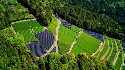 Tea form, Tea fields, Honshu Island, Japan, Aerial view, Landscape, Aerial Photography, 5K