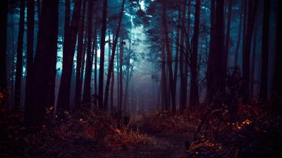 Forest, Fog, Morning, Dark, Path, Autumn Forest, Mist, Landscape