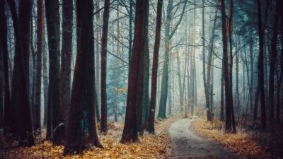 Forest, Trees, Autumn, Path, Landscape, Fog, Frost, Poland