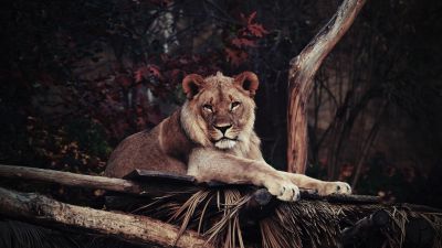 Lion, 5K, Wild animal, Carnivore, Staring, Big cat