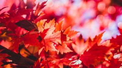 Red Maple Leaves, Autumn, Closeup, Fall, 5K