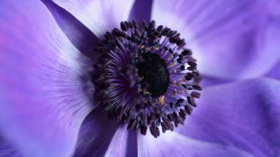 Purple Flower, Macro, Bloom, Closeup Photography