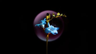 Gentian flower, Blue flower, Black background, AMOLED