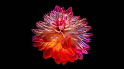 Dahlia flower, Colorful flower, Black background, AMOLED, 5K, 8K