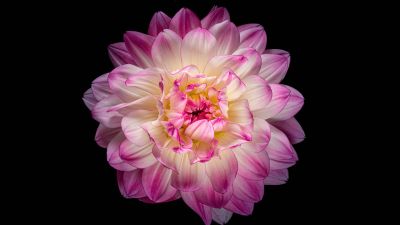 Dahlia flower, Pink flower, Pink Dahlia, Black background, AMOLED, 5K, 8K