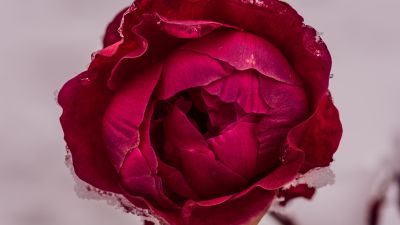 Rose flower, Red Rose, Macro, Close up, 5K