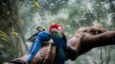 Macaw birds, Bird Couple, Nest, Tree Branch, Forest, 5K
