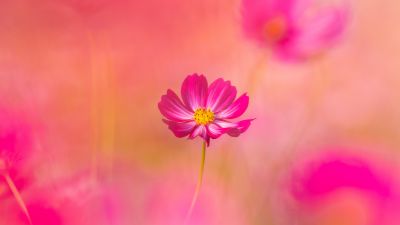 Cosmos flowers, Pink flower, Garden Cosmos, Spring, Blossom, Pink background, 5K