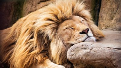 Lion, Sleeping Lion, Barbary lion, African Lion, 5K