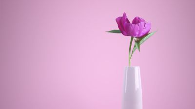 Pink flower, Flower vase, Baby pink, Pink background, Aesthetic, Pastel pink, Pastel background