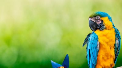 Macaw, Parrot, Green background, Blue flower, 5K