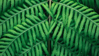 Fern plant, Green leaves, Tree Branches, Green background, Pattern