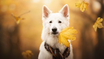 White Swiss Shepherd Dog, Breed Dog, Berger Blanc Suisse, White Shepherd, White Dog, Autumn, 5K