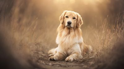 Golden Retriever, Scottish breed dog, Pet dog, 5K
