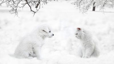 Cute dog, Cute Cat, Cute puppies, Sad dog, Sad cat, Exotic Shorthair, Winter snow, 5K, 8K