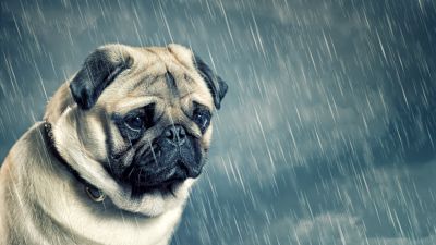 Sad Pug, Sad dog, Sad puppy, Raining, Sad animals
