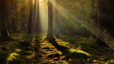 Forest, Light, Trees, Poland, 5K, 8K