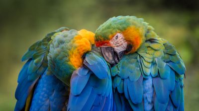 Parrots, Birds, Tropical, 5K