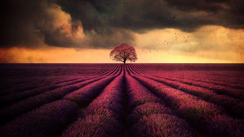 Lavender farm, Lone tree, Lavender fields, Cloudy, Wallpaper